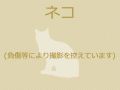1/12 雑種 (うるま市) M-1