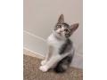 猫N0.40 みゅう ※譲渡しました