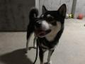 1/16_N0.448 柴犬(宜野湾市)