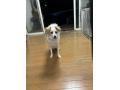 5/23_No.84 雑種(糸満市)