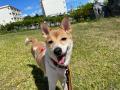 成犬譲渡促進プログラム コア