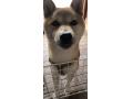 11/13_No.378 柴犬(うるま市)