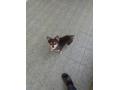12/4_No.404 チワワ(読谷村)