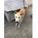 8/22＿No.175　柴犬(南城市)