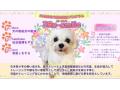成犬譲渡促進プログラム　ソラ