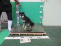10/16　柴犬(西原町)　K-1　返還しました