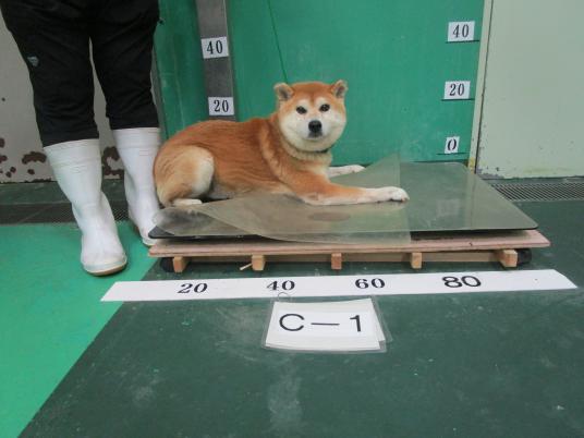 枚目写真