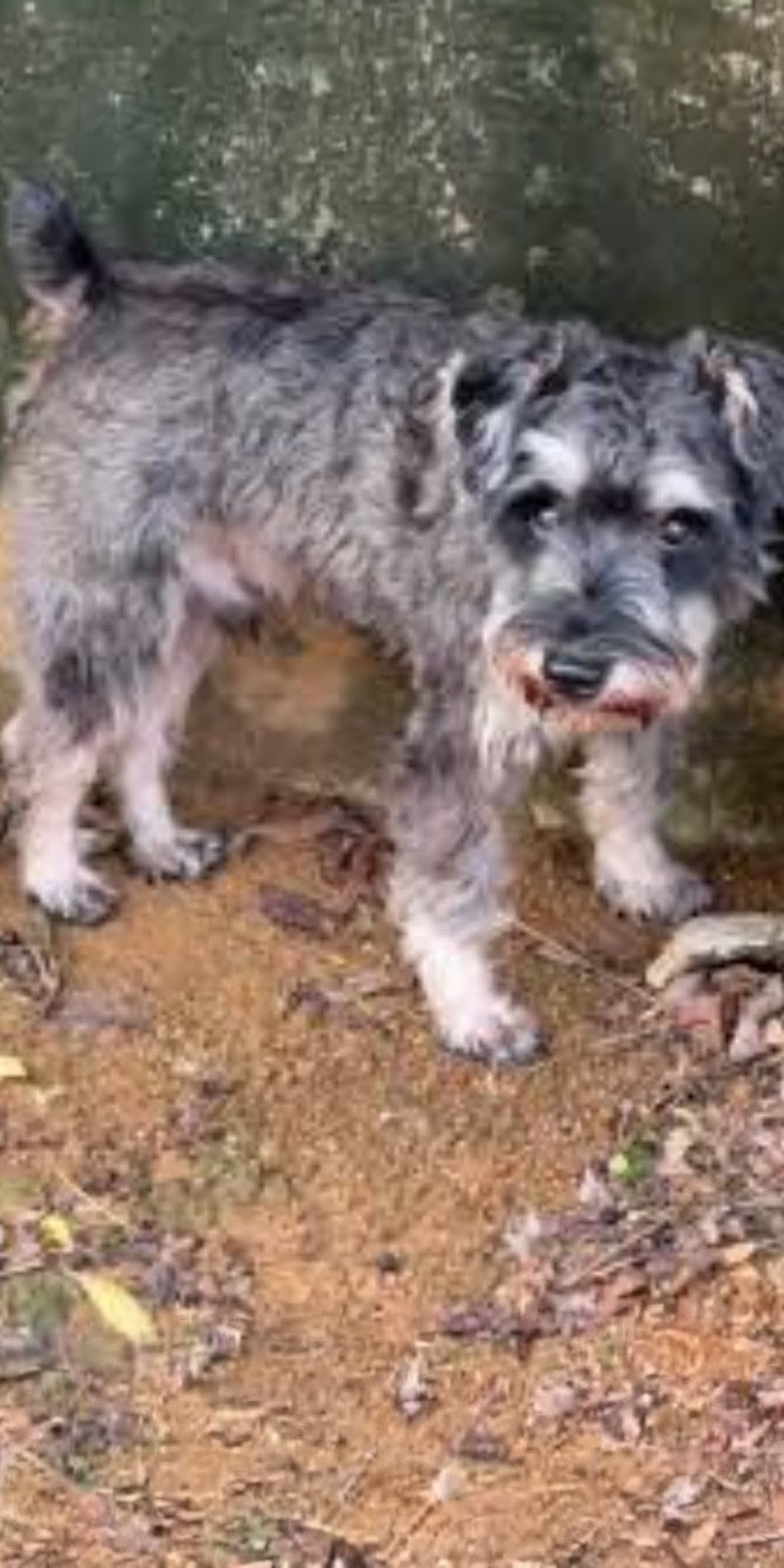 12/3＿No.281　ミニチュアシュナウザー(沖縄市)