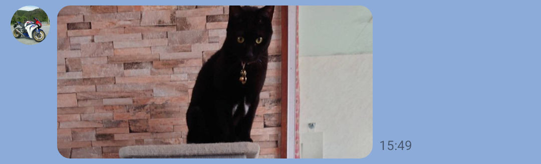 1/29＿No.306　雑種(うるま市)