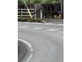 保護No.64　雑種（八重瀬町）