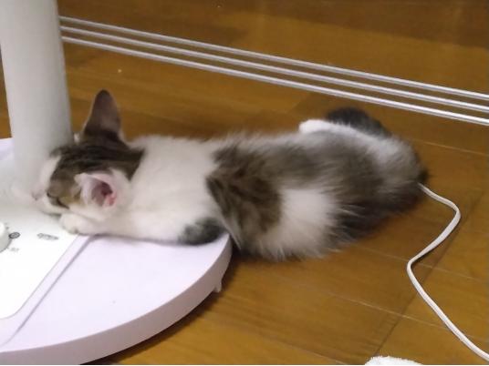 2枚目写真
