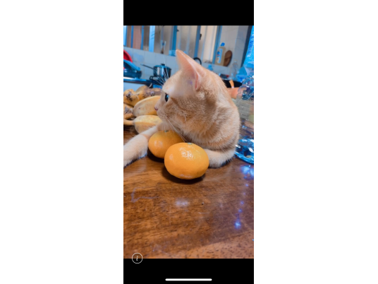 2枚目写真