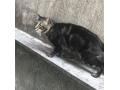 保護N0.30 雑種(那覇市)
