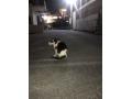 11/28_N0.279 雑種(沖縄市)