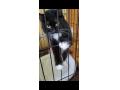 11/30_N0.288 雑種(うるま市)
