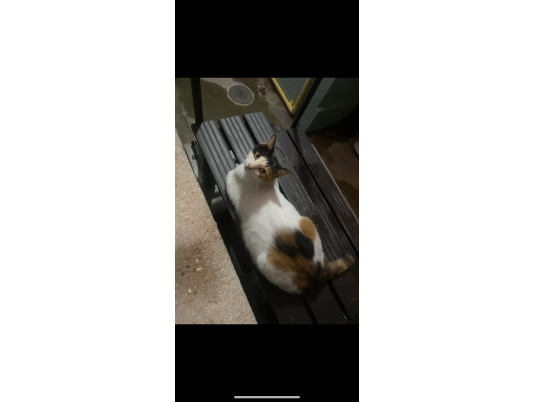 枚目写真