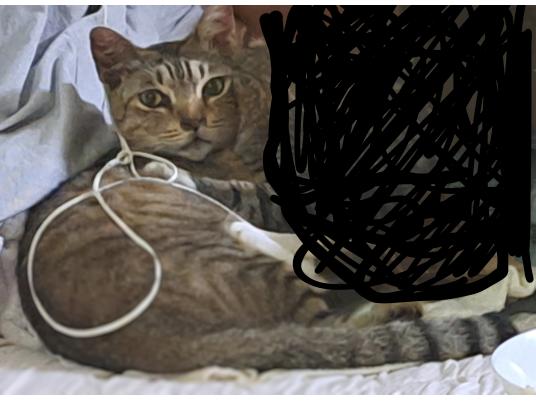 枚目写真