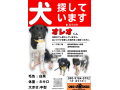 4/11＿No.1　雑種(嘉手納町)