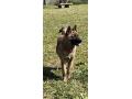 4/14＿No.15　琉球犬(沖縄市)