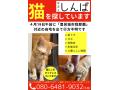 4/21_No.36 雑種(豊見城市)