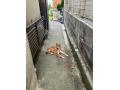 4/22＿No.29　雑種(西原町)