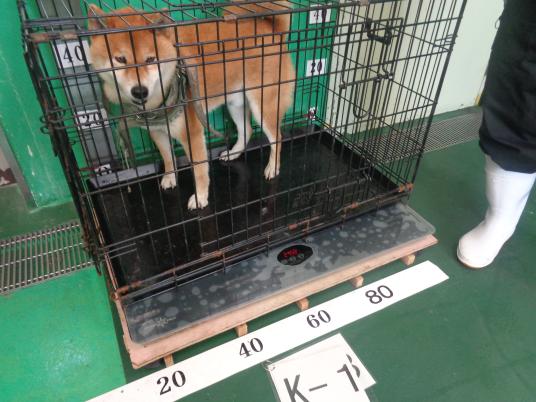 枚目写真