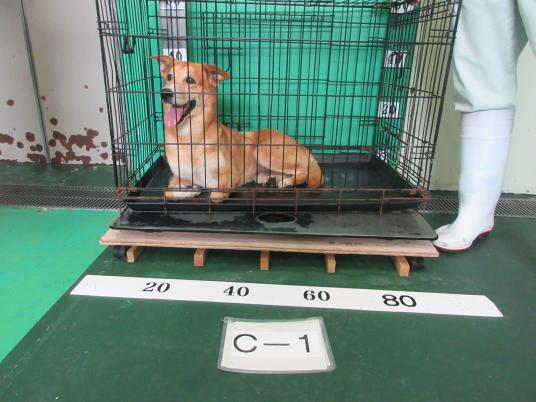 枚目写真
