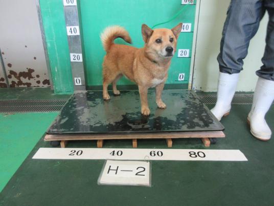 枚目写真