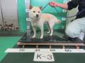6/13　柴犬(恩納村)　K-3