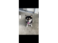 6/20_No.83 柴犬(南城市)