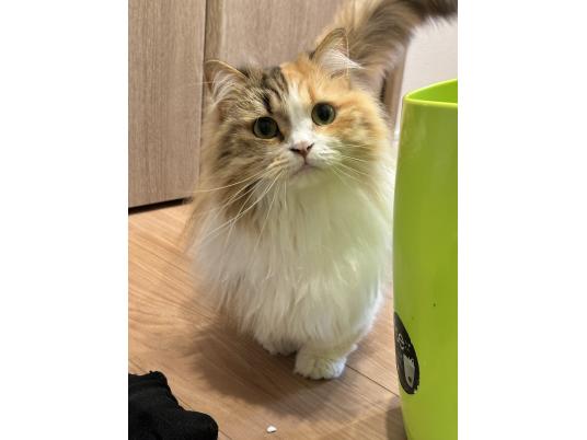 枚目写真