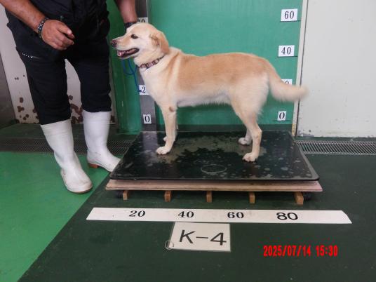 枚目写真