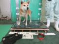 7/18　雑種(名護市)　K-1