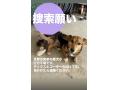 8/25_No.180 雑種(北谷町)