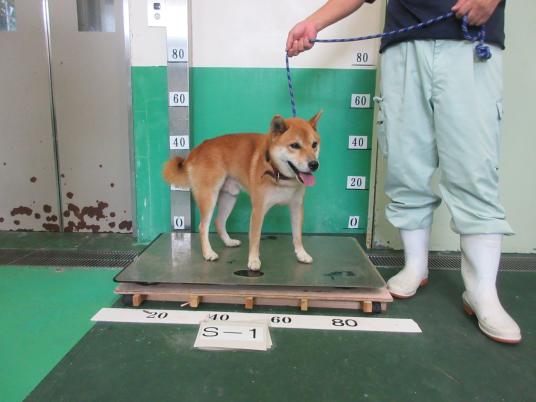 枚目写真