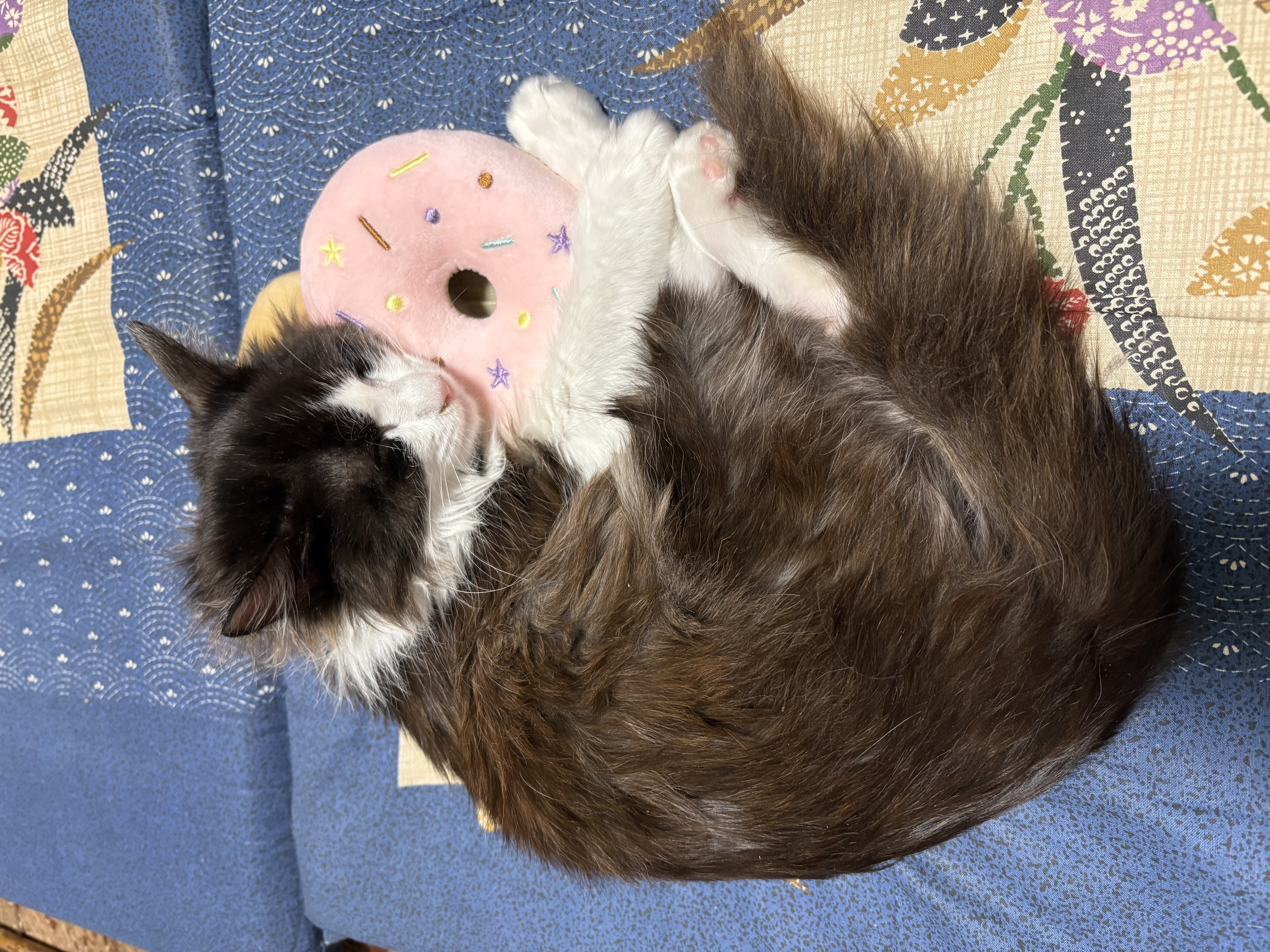 保護No.137　雑種(沖縄市)