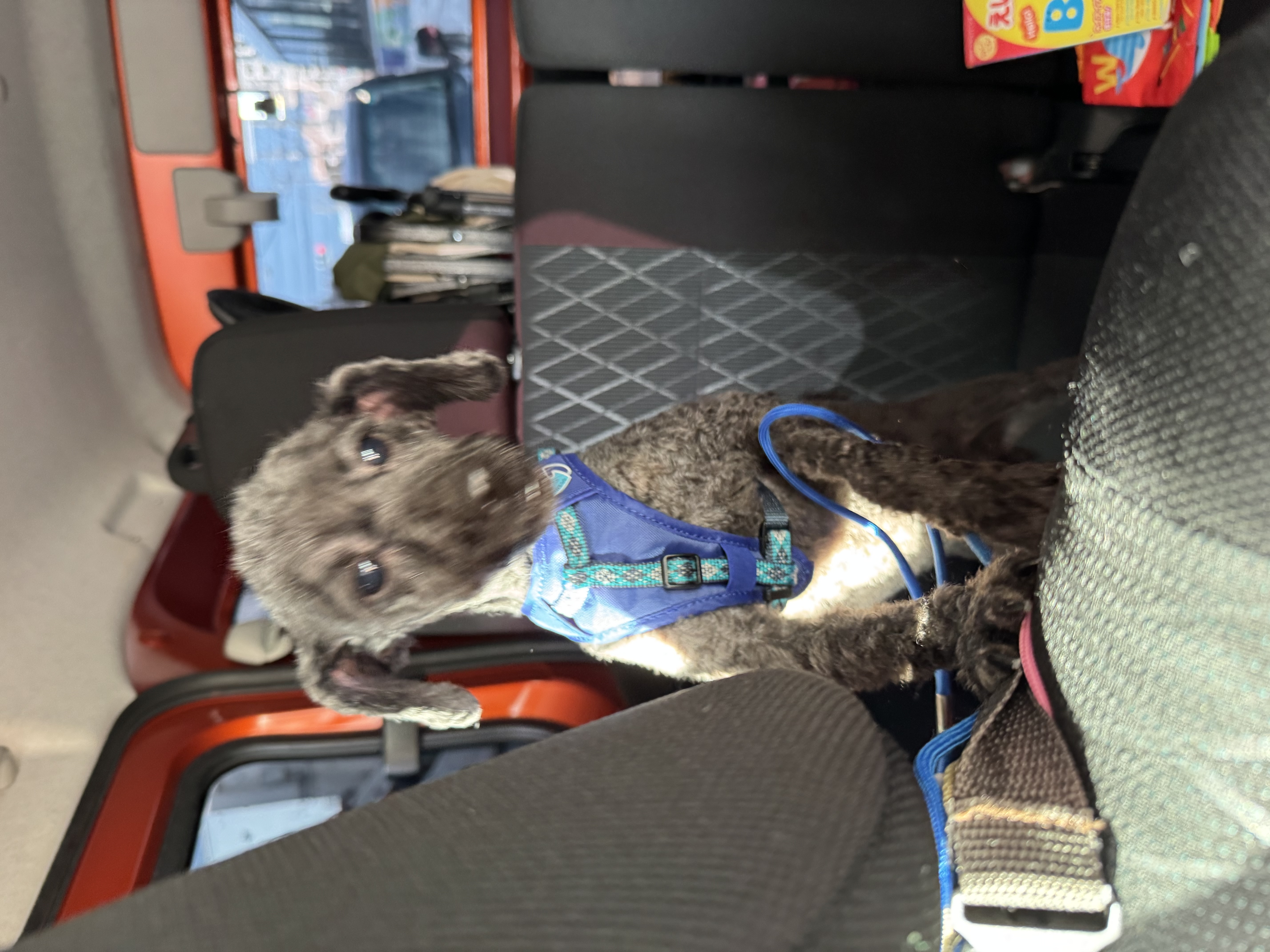 2/24_No.365　プードル(浦添市)