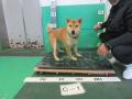 3/13　柴犬(うるま市)　C-1