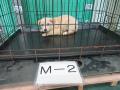 3/26　雑種(沖縄市)　M-2