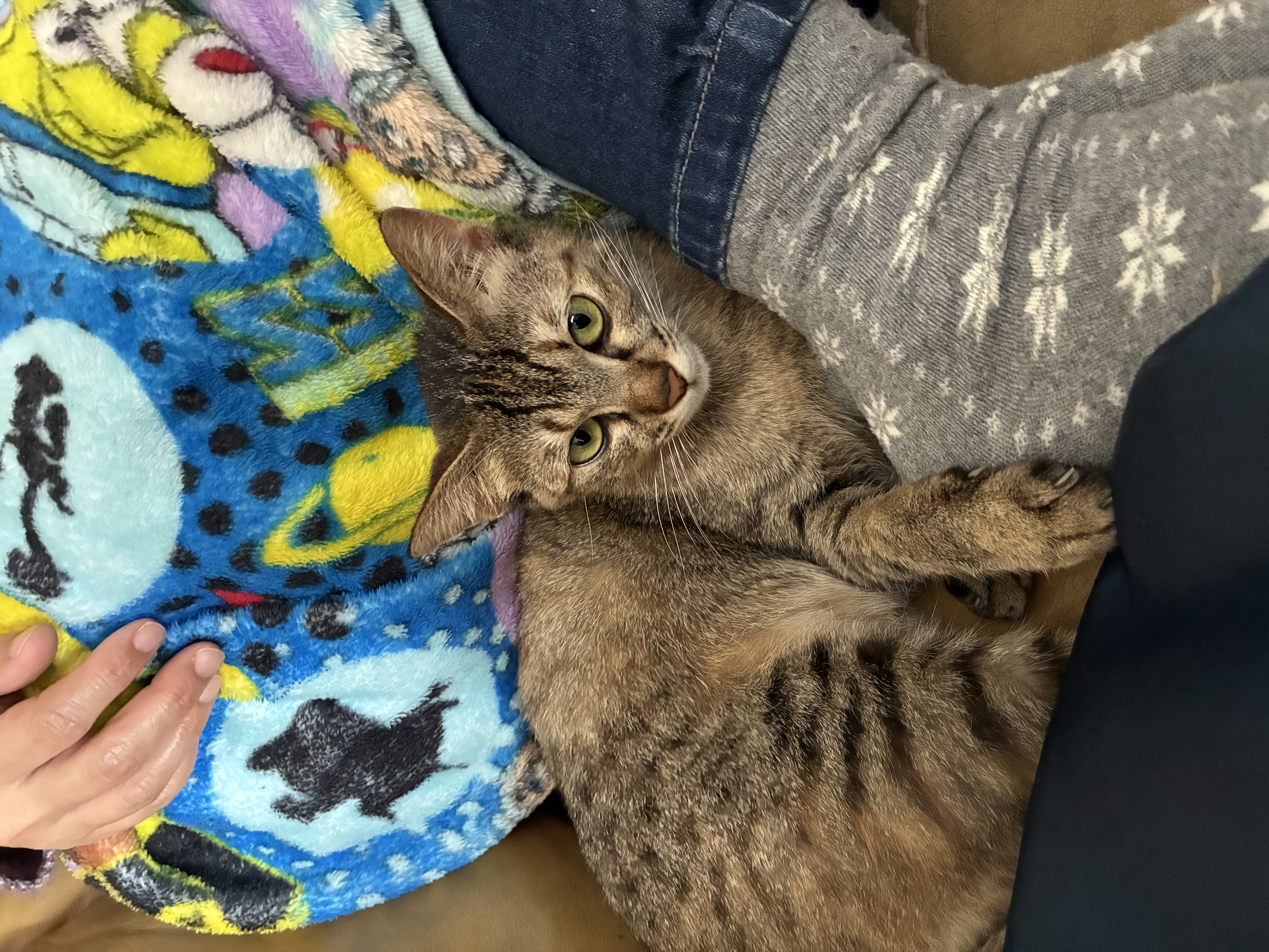 3/27＿No.372　雑種(八重瀬町)