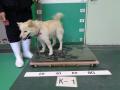 4/2　雑種(北中城村)　K-1