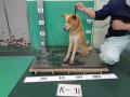 4/6　雑種(沖縄市)　K-1
