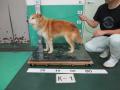 4/7　雑種(本部町)　K-1