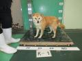 4/15　柴犬(沖縄市)　K-1