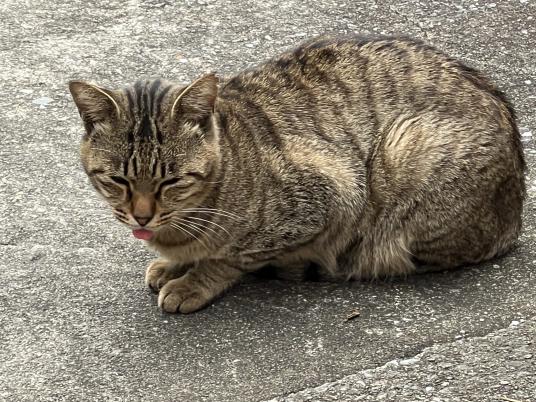 枚目写真