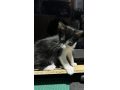 5/28＿No.56　雑種(沖縄市)