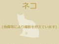 6/8　雑種(名護市)　M-2