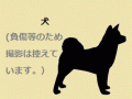 6/9　ピットブル系(うるま市)　K-1