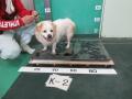 6/24　雑種(恩納村)　K-2