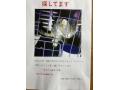 6/26＿No.68　雑種(本部町)